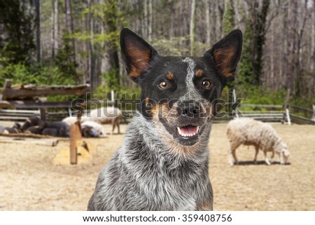 australian shepherd herding sheep dog herding sheep stock images royalty free images u0026 vectors australian shepherd herding sheep dog herding sheep stock images royalty free images u0026 vectors