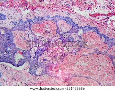 Histology Stock Photos, Royalty-Free Images & Vectors - Shutterstock