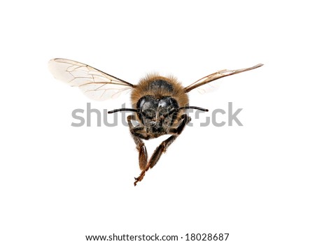 the background of the africanized honey bee Africanized honey bees - sensationalized and labeled killer bees by hollywood hype - are a sub-species of the honey bee (apis mellifera) what we commonly call the. the background of the africanized honey bee Africanized honey bees - sensationalized and labeled killer bees by hollywood hype - are a sub-species of the honey bee (apis mellifera) what we commonly call the.