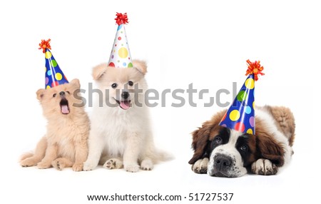 Dog Birthday Party Stock Photos, Images, & Pictures | Shutterstock