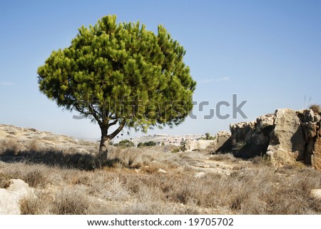 Saharan Cypress Very Rare Coniferous Tree Stock Photo 103737827 ...