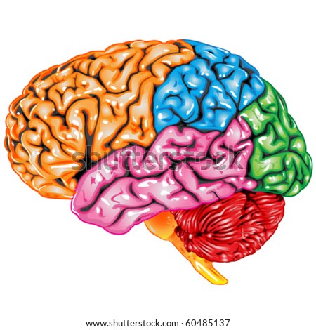 Human Brain Diagram Stock Photos, Images, & Pictures | Shutterstock