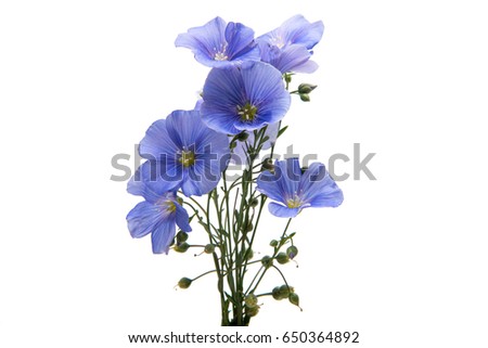 Flax Flower Isolated Stock Images, Royalty-Free Images & Vectors