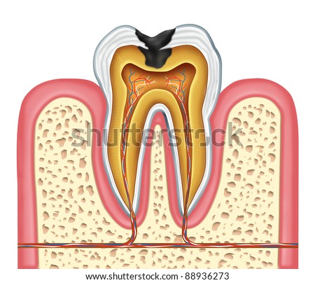 Anatomy Healthy Human Tooth Diagram Dentist Stock Illustration 88936264 ...