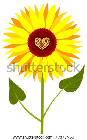 Download Sunflower Heart Isolated On White Vector Stock Vector ...