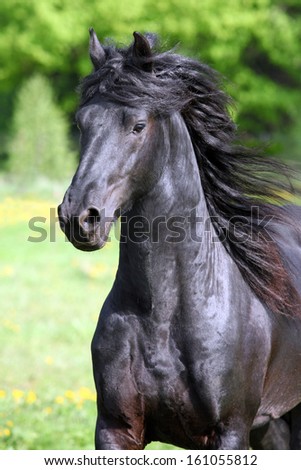 Friesian horse Stock Photos, Images, & Pictures | Shutterstock