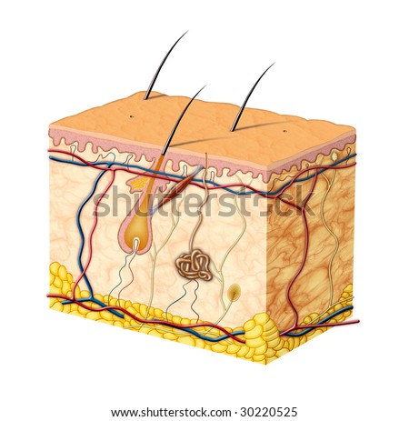 Skin Anatomy Stock Photos, Images, & Pictures | Shutterstock