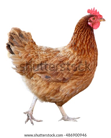 stock photo brown hen isolated on white background 486900946