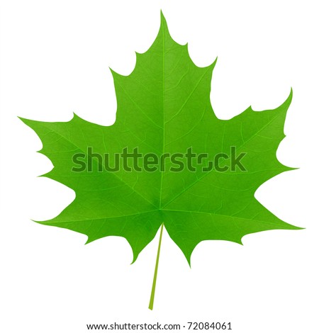 Maple Leaf Stock Photos, Images, & Pictures | Shutterstock