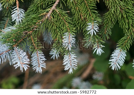 Silver Blue Spruce Pine Fir Tree Stock Photo 120492805 - Shutterstock