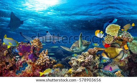 underwater coral reef landscape 16to9 background in the deep blue ocean with colorful fish and marine life