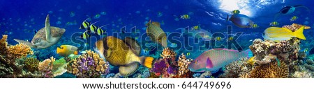 underwater coral reef landscape wide panorama background in the deep blue ocean with colorful fish and marine life