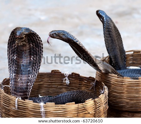 stock-photo-cobra-snake-63720610.jpg