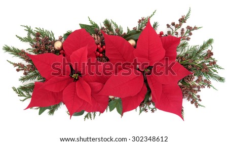 Gold Poinsettia Stock Photos, Images, & Pictures | Shutterstock