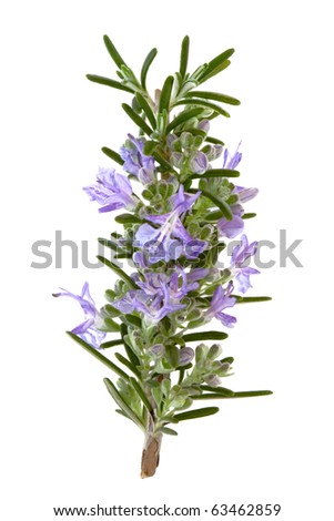 Rosemary Plant Stock Photos, Images, & Pictures | Shutterstock