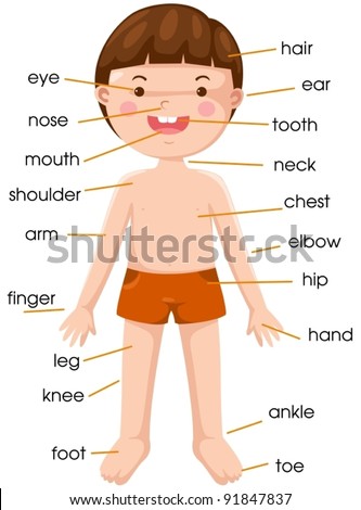 Cartoon Body Parts Stock Photos, Images, & Pictures | Shutterstock