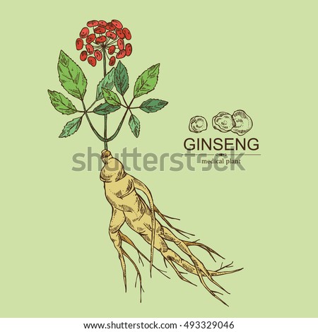 Background with ginseng. Medical plant. hand drawn