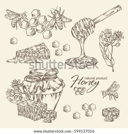 Collection of honey, jar of honey,linden flower and honeycomb with a bee. hand drawn