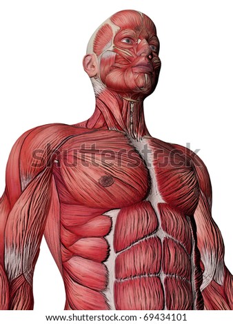 Arm Muscle Anatomy Stock Images, Royalty-Free Images & Vectors