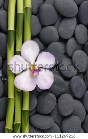 White flower and thin bamboo grove on zen stones
