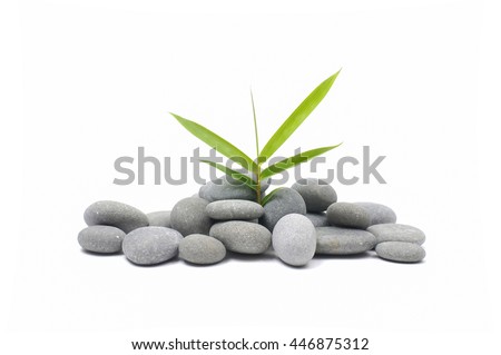 bamboo leaf on gray stones texture