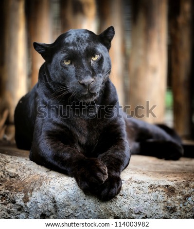 Black leopard