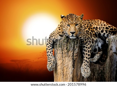 African Sunset Stock Photos, Images, & Pictures | Shutterstock