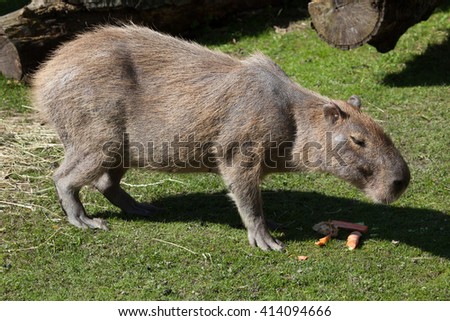 Capybara Stock Photos Royalty Free Images Amp Vectors