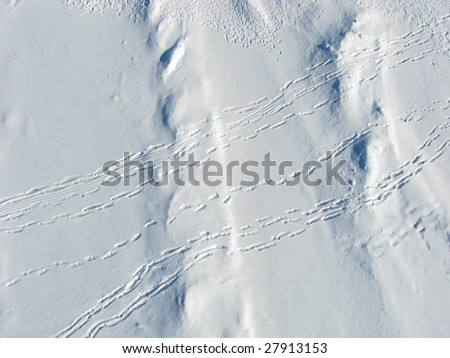 columbia canada winter snow and trees chrome refillable lighter 15621702 cdg tree bark skyline honey locust gleditsia stock photo 1342642 columbia canada winter snow and trees chrome refillable lighter 15621702 cdg tree bark skyline honey locust gleditsia stock photo 1342642