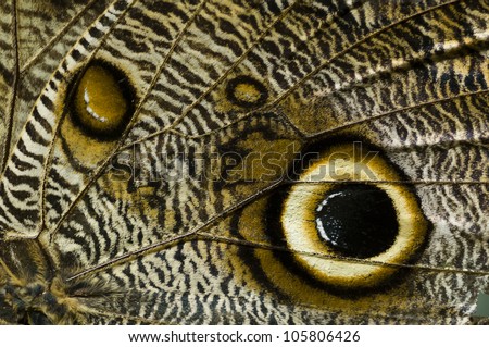 Komodo Dragon Eye Stock Photo 31607761 - Shutterstock