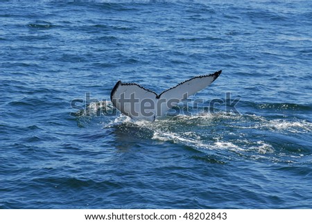 Whale watching Stock Photos, Whale watching Stock Photography, Whale ...