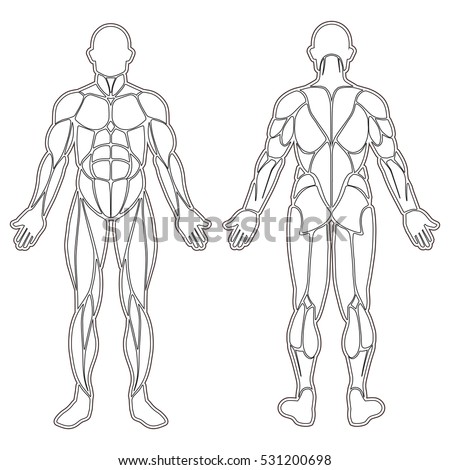 Human Body Silhouette All Muscles Isolated Stock Vector 531200698 ...