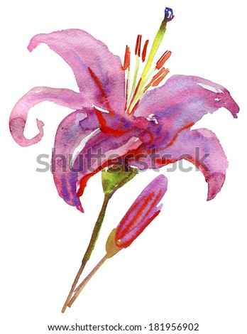 Beautiful Lily Flowers Watercolor Illustration Stock Illustration ...