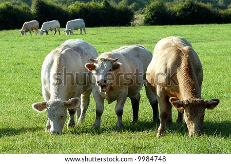 Young bulls in the meadow