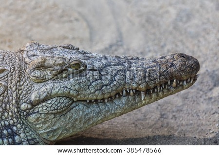 the background information in alligator mississippiensis in the family of crocodylidae American alligator (alligator mississippiensis) scientific classification the family alligatoridae of crocodylians includes alligators and caimans. the background information in alligator mississippiensis in the family of crocodylidae American alligator (alligator mississippiensis) scientific classification the family alligatoridae of crocodylians includes alligators and caimans.