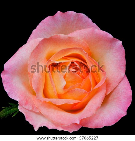 single pink rose with peach core and small leaf isolated on black