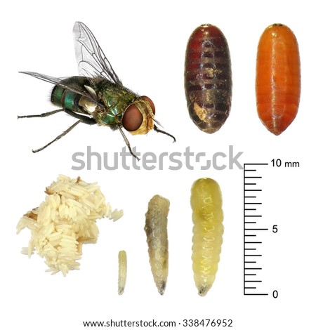 Insect Eggs Stock Images, Royalty-Free Images & Vectors | Shutterstock