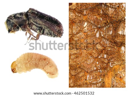 Scolytidae Stock Images, Royalty-Free Images & Vectors | Shutterstock