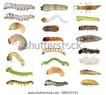 stock photo insect larvae caterpillars isolated on a white background 588210755