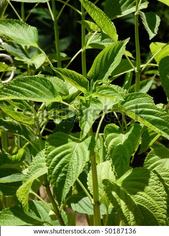 Chia Plant Stock Photos, Images, & Pictures | Shutterstock