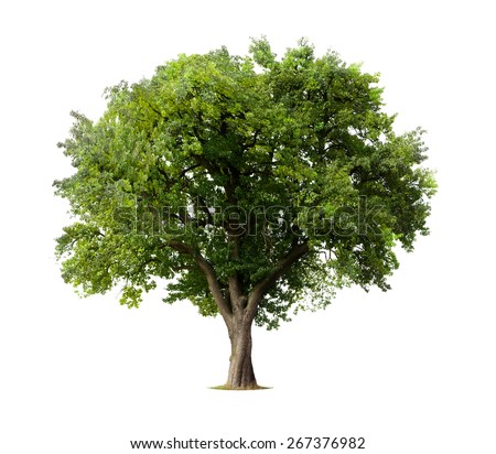 stock-photo-apple-tree-isolated-on-a-whi