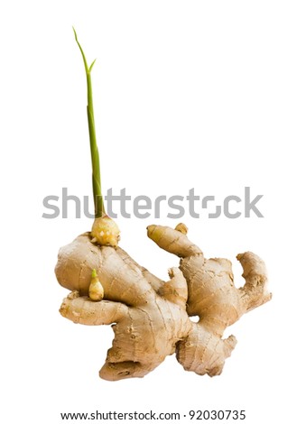 Ginger Plant Stock Photos, Images, & Pictures | Shutterstock