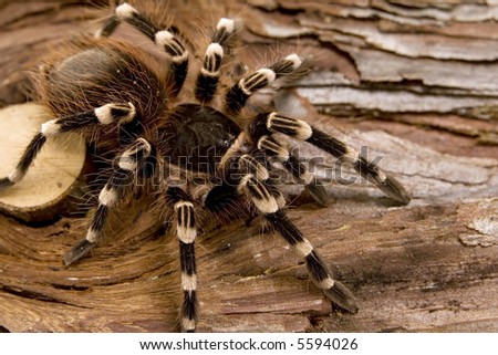 Close View Tarantula Acanthoscurria Geniculata Brazilian Stock Photo ...