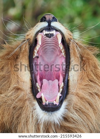 Lions Mouth Open 120