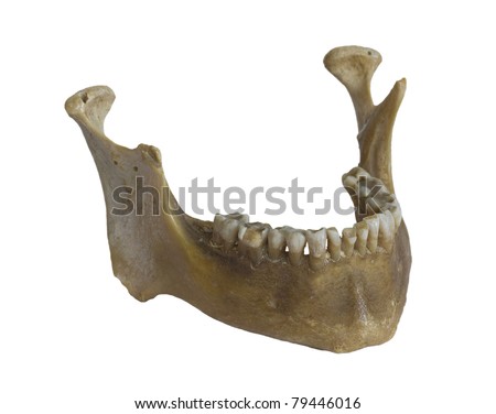 Human Jaw Stock Photos, Images, & Pictures | Shutterstock