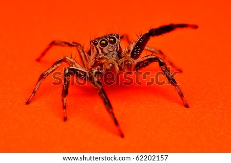 Spider Eyes Closeup Stock Photos, Images, & Pictures | Shutterstock