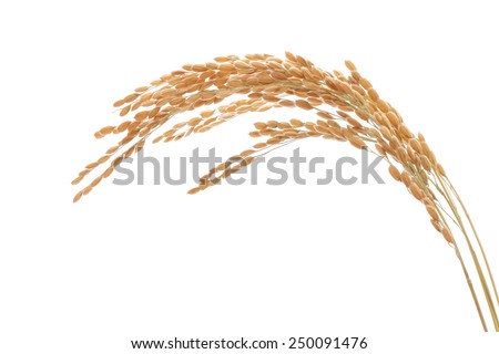 Ears of rice isolated on white background