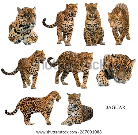 Jaguar Panthera Onca Isolated On White Stock Photo 267001088 - Shutterstock