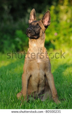 belgian malinois puppies 6 months young malinois dog 1 year belgian stock photo 108006152 shutterstock belgian malinois puppies 6 months young malinois dog 1 year belgian stock photo 108006152 shutterstock