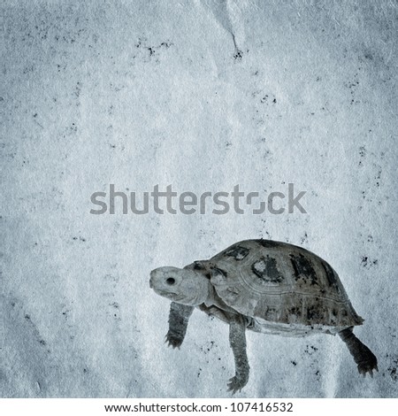 essay on pet turtles essay on pet turtles